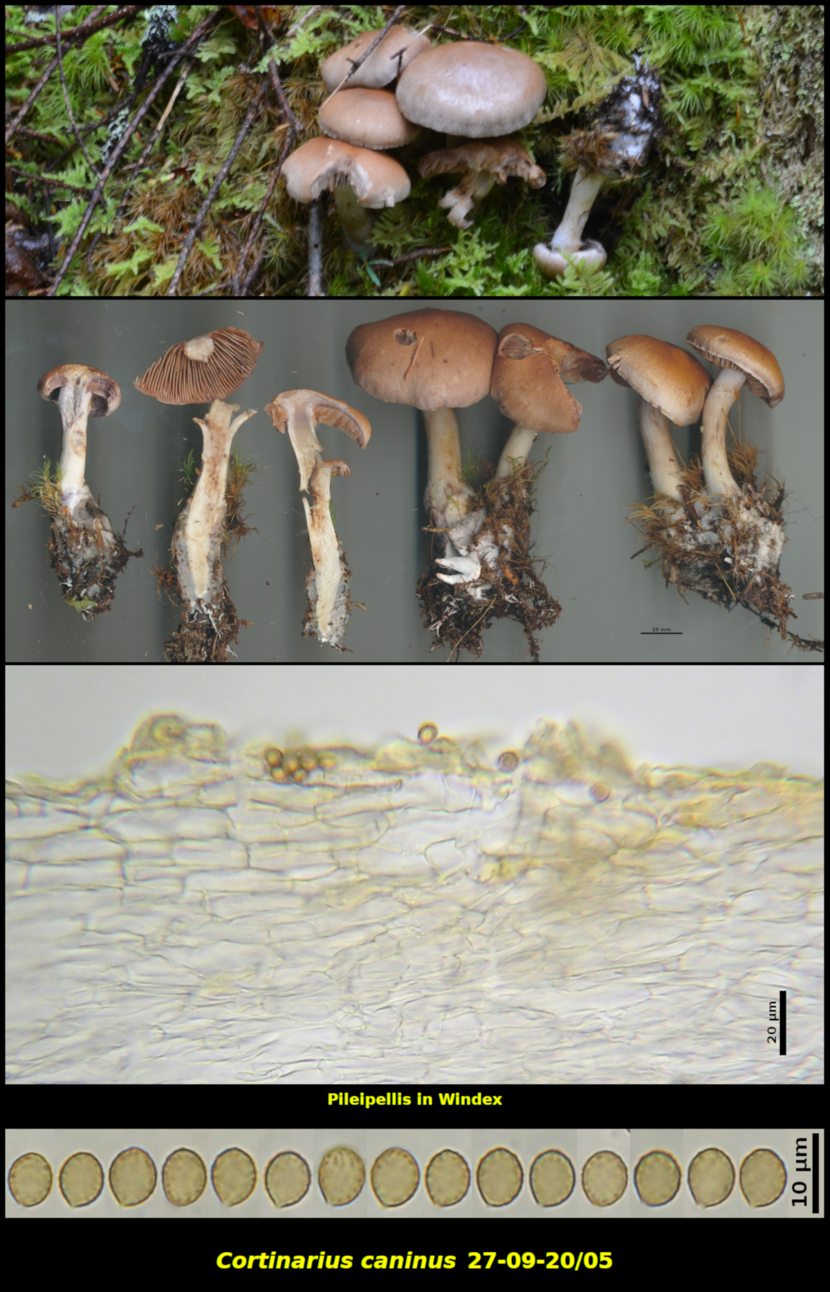 Picture of <i>Cortinarius caninus 27-09-20/05-composite</i>